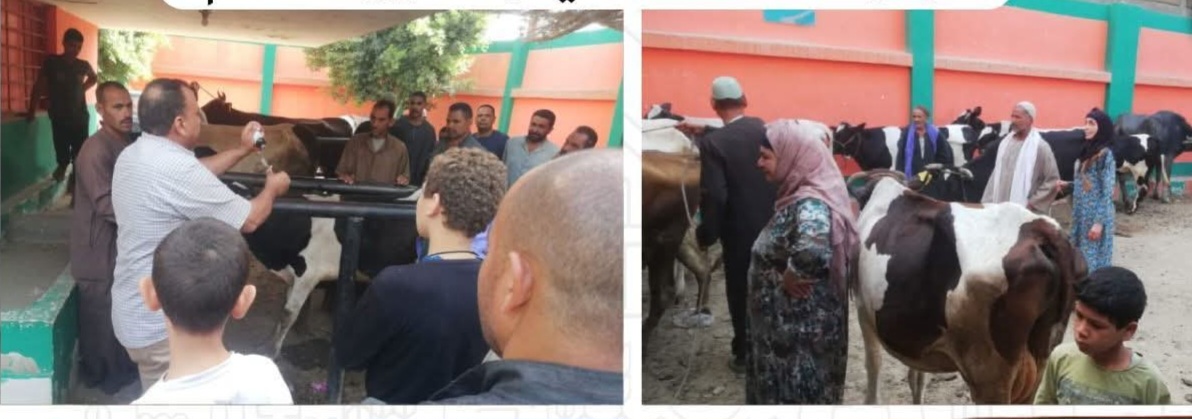 محافظ المنيا يعلن بدء الحملة القومية للتحصين ضد الجلد العقدي وجدري الأغنام