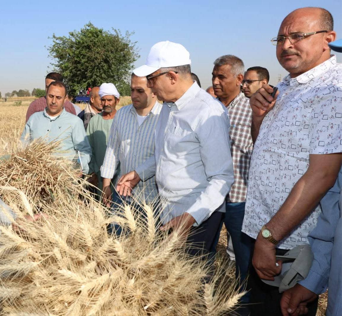 المنيا تتخطى المستهدف في زراعة القمح بزيادة 16 ألف فدان وتحقق طفرة إنتاجية