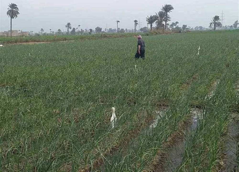 إيجارات أراضي الأوقاف الزراعية تقفز إلى 55 ألف جنيه للفدان.. والفلاحون: هنجيب منين؟