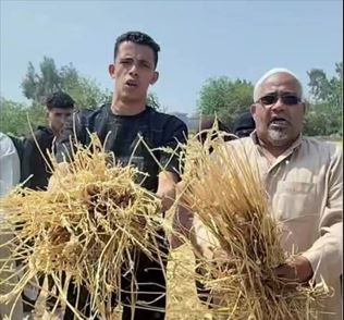 الحرامية حصدوا بالليل.. تفاصيل سرقة فدانين ونص قمح في الشرقية