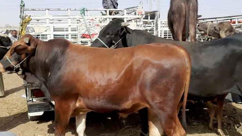 نقيب الفلاحين:  أغلى عجل أضحية في مصر يصل سعره لـ 200 ألف جنيه ووزنه ألف كيلو