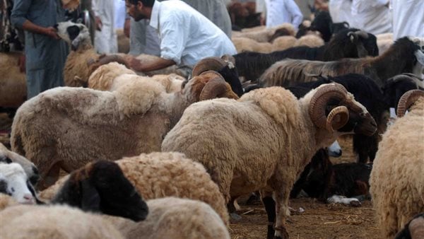 دار الإفتاء: يحرم ذبح الأضاحي في الشوارع لما يسببه من أذى وانتشار للأوبئة