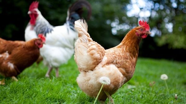 أسعار الفراخ ترتفع 7 جنيهات دفعة واحدة اليوم الأحد