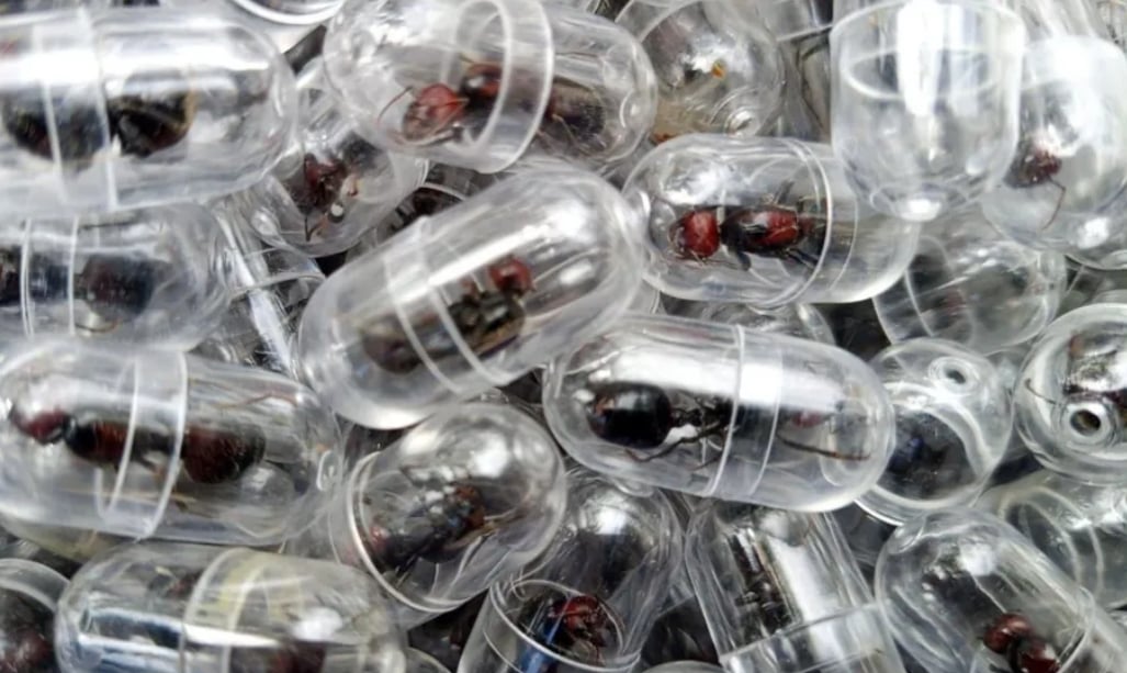 إحباط تهريب 2000 نملة يثير قلقاً حول جرائم الحياة البرية