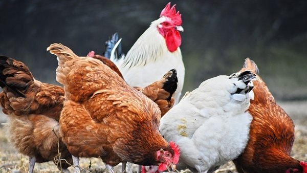 أسعار الدواجن تتباين اليوم: ارتفاع البيضاء وانخفاض البلدي