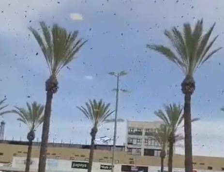 هجوم غير مسبوق من أسراب النحل يثير قلق المستوطنين في ناتيفوت