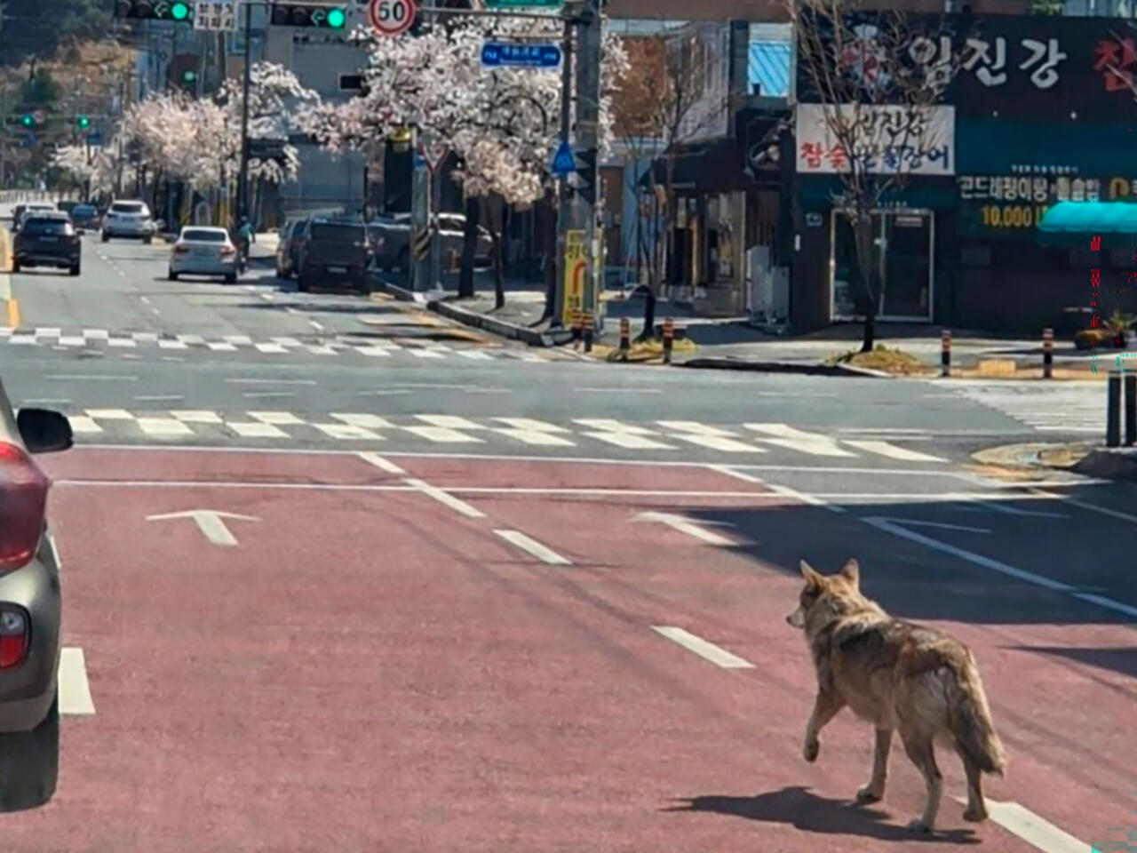 الكوريون يحتفلون بعودة الذئب الهارب إلى حديقة الحيوان بعد 9 أيام من البحث