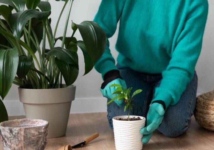 كيف تحافظ على نباتاتك المنزلية بعد الشراء؟ نصائح مهمة من خبيرة