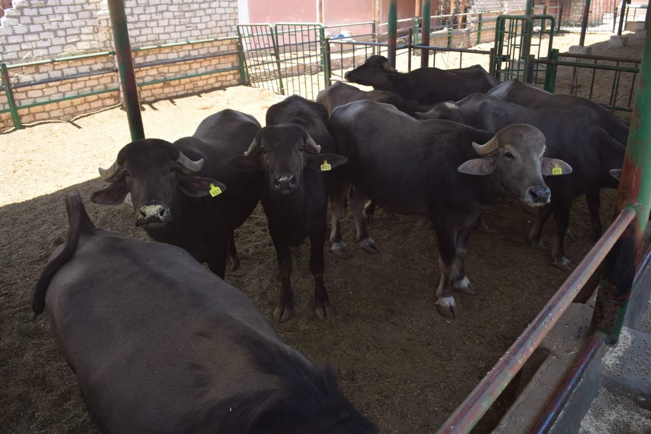 أسعار الأضاحي في عيد الأضحى تواجه الغموض بسبب الأوضاع العالمية