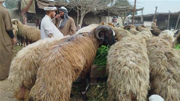 أسعار الأضاحي في الغربية: إقبال واسع قبل عيد الأضحى