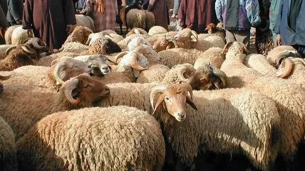 أمين الفتوى: شراء الأضحية بالتقسيط جائز بشروط محددة