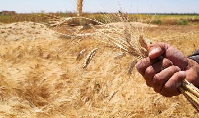 الشرقية تتصدر الجمهورية في توريد القمح بإجمالي 586 ألف طن