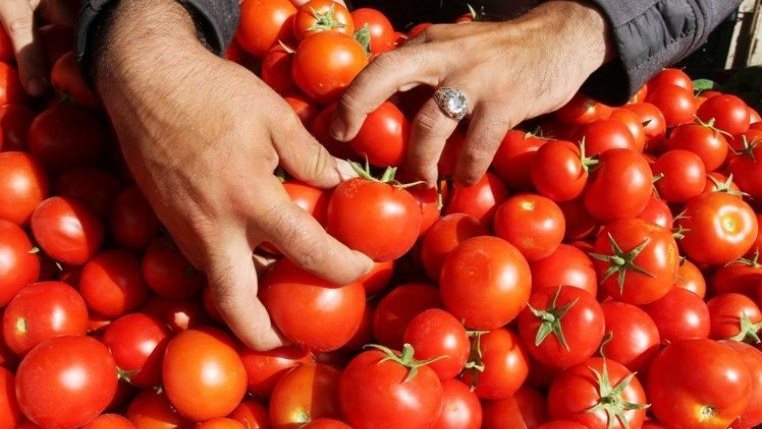 انخفاض أسعار الطماطم متوقع.. ووزارة الزراعة تؤكد عدم وجود أزمة في اللحوم