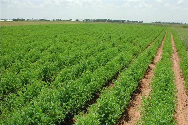 خبير موارد مائية: المناخ يعيق تحقيق الاكتفاء الذاتي في مصر