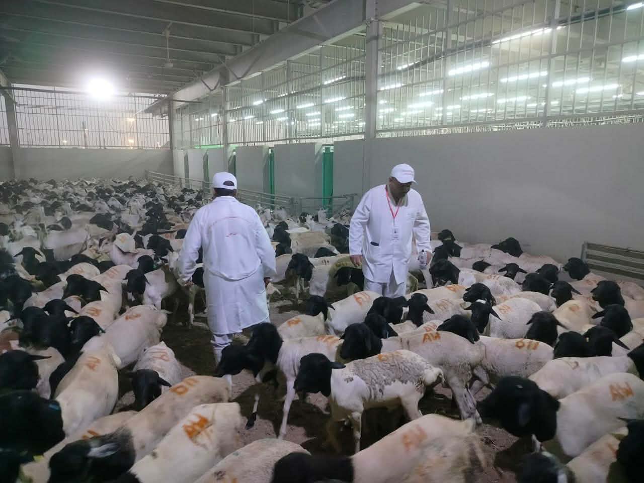 انطلاق البعثة المصرية للإشراف على الهدي والأضاحي في السعودية