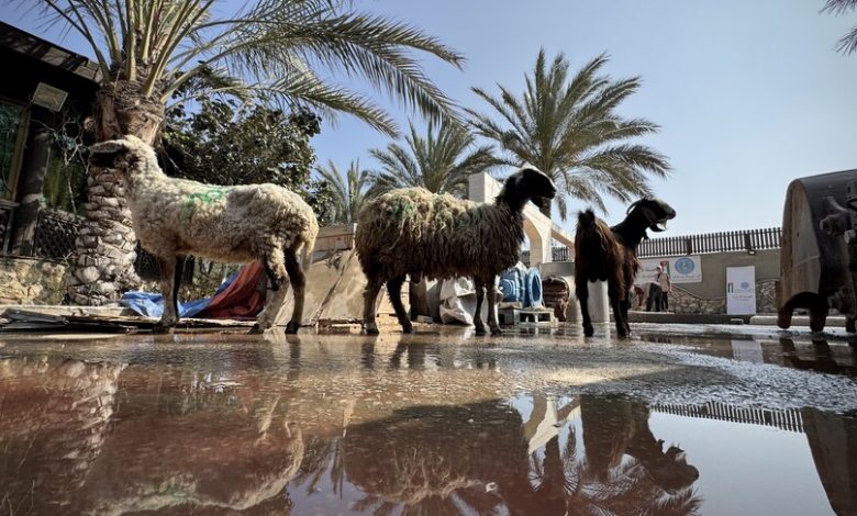 غزة تواجه أزمة أضاحي غير مسبوقة مع اقتراب عيد الأضحى