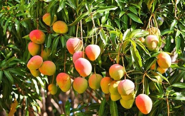 تأخر موسم حصاد المانجو في مصر لمدة أسبوعين بسبب التقلبات الجوية