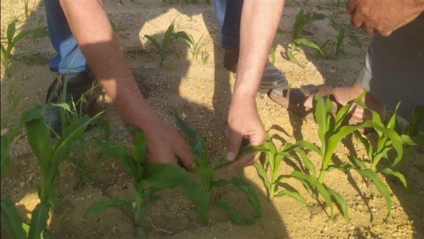جولات تفقدية لمتابعة المحاصيل الزراعية في الإسماعيلية