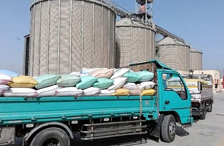 8889 طن قمح محلي في شون مطاحن دمياط منذ بدء الموسم