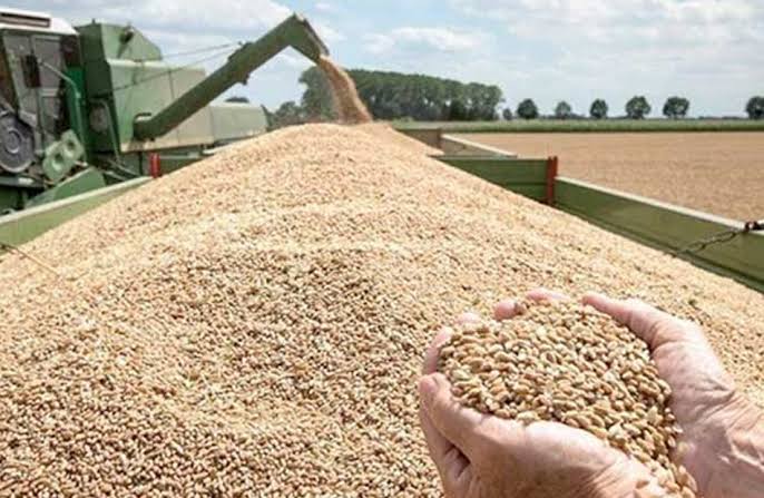 ارتفاع توريد القمح في مصر إلى 4.3 مليون طن بزيادة 16%