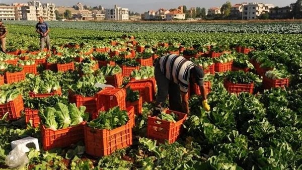 تأثير التغيرات المناخية على المحاصيل الزراعية في مصر: تقييم إيجابي