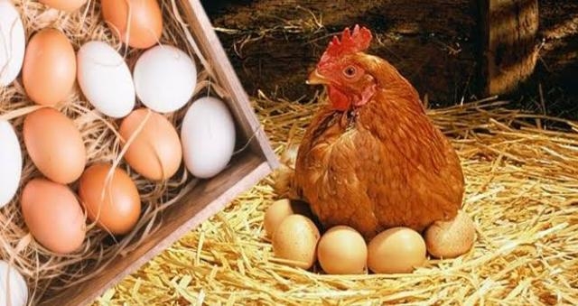 مصر تتجه لتصدير الدواجن والبيض إلى العراق وساحل العاج لتخفيف الفائض