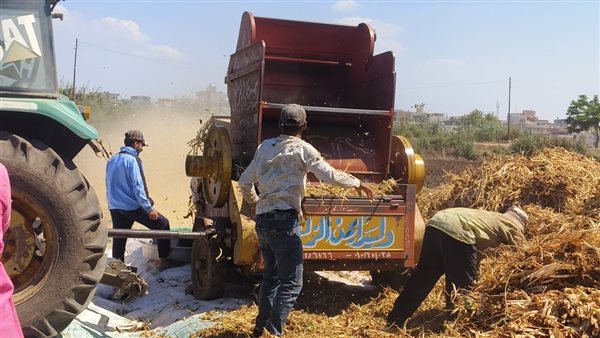 موسم حصاد الفاصوليا البيضاء في العواضية: أمل المزارعين ودورة الحياة