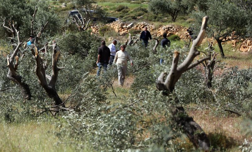 هجوم للمستعمرين على يطا: إصابة 4 فلسطينيين واقتلاع 60 شجرة