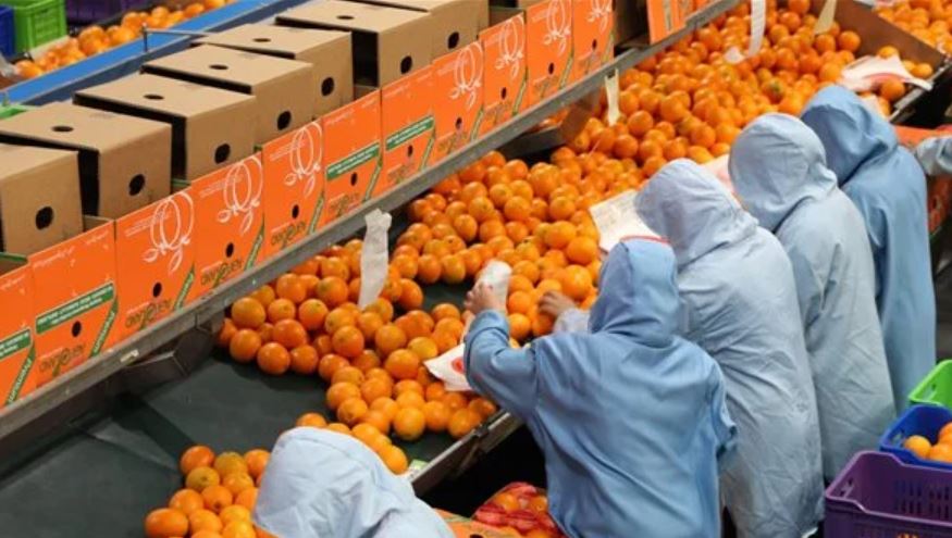 صادرات الموالح المصرية إلى اليابان تتجاوز 2700 طن في موسم 2026