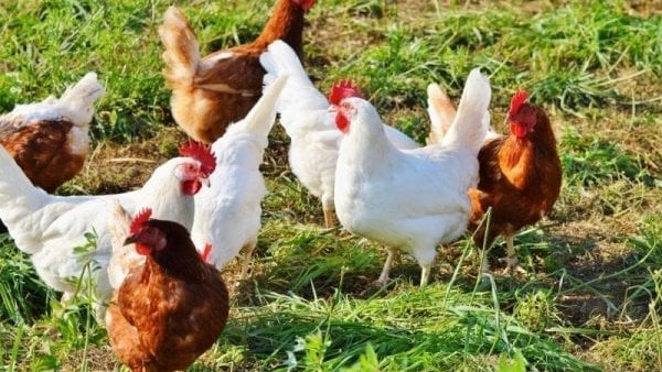 ارتفاع أسعار الفراخ في السوق المصري: زيادة تصل إلى 5 جنيهات