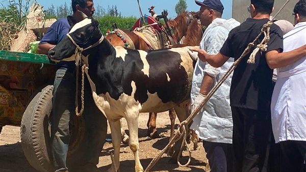 تكثيف جهود التلقيح الاصطناعي لتحسين الثروة الحيوانية في مصر
