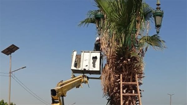 تعزيز الجمال والسلامة في أسيوط من خلال تقليم أشجار النخيل