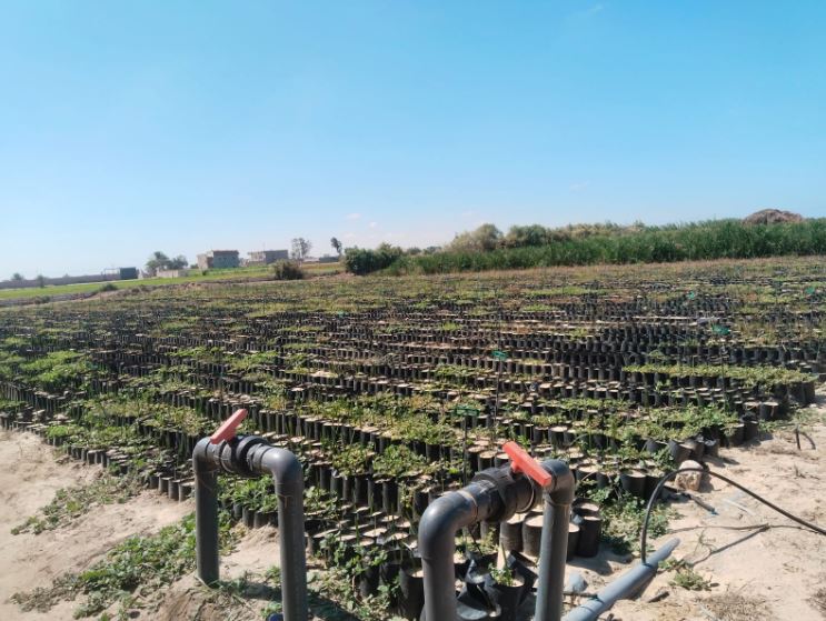 "مشروع بحر البقر: ثورة زراعية في شمال سيناء بفضل المياه المعالجة"