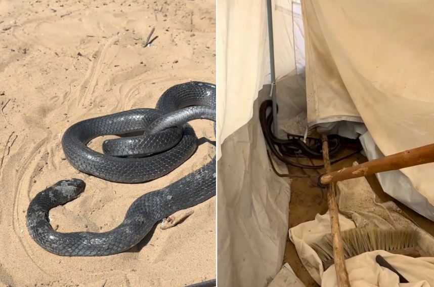 خطر الأفاعي والعقارب يهدد النازحين في غزة وسط ظروف إنسانية قاسية