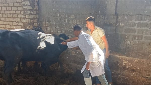انطلاق حملة قومية لتحصين الماشية ضد الأمراض في الشرقية