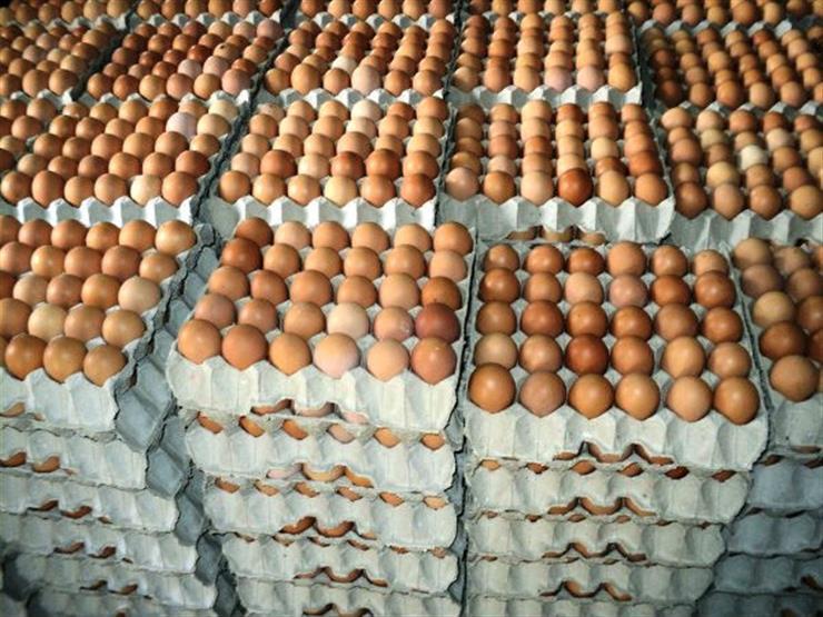 رئيس شعبة بيض المائدة: مصر خالية من السالمونيلا والبيض يتم تداوله بأمان