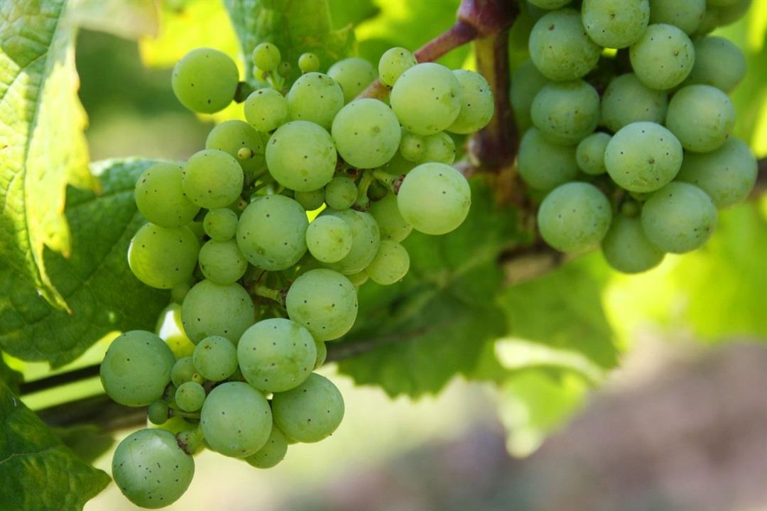 حصاد العنب في ألمانيا يبدأ مبكراً بعد صيف حار غير مسبوق