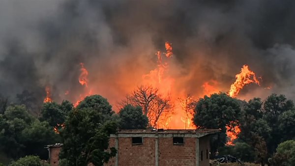الجزائر تواجه حرائق غابات مدمرة: 12 قتيلًا و54 مصابًا حتى الآن