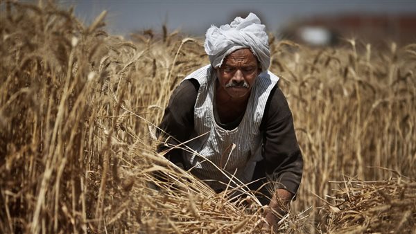 خبير زراعي: إصلاح السياسات الزراعية هو مفتاح الأمن الغذائي في مصر