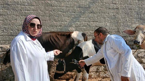 تحصين أكثر من مليوني رأس ماشية ضد الحمى القلاعية والوادي المتصدع