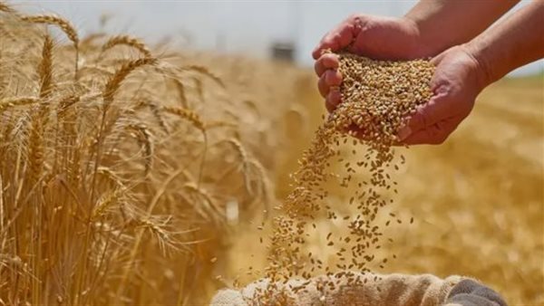 مصر وألمانيا تطلقان مشروعًا بحثيًا مبتكرًا لتطوير إنتاج القمح بالزراعة الرأسية