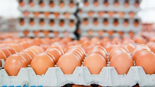 ارتفاع أسعار كرتونة البيض البلدي في بورصة الدواجن اليوم
