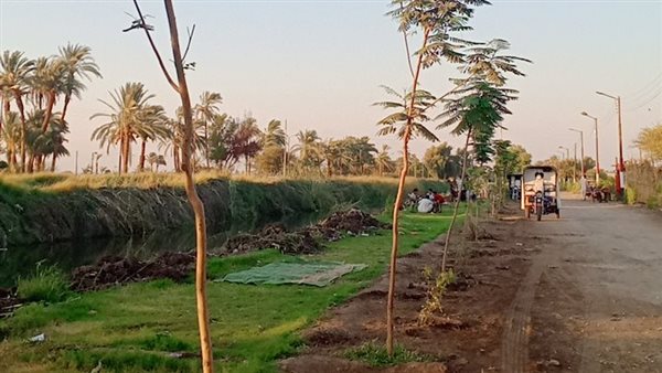 محافظ قنا ينفي شائعات قطع الأشجار ويؤكد التوسع في المساحات الخضراء