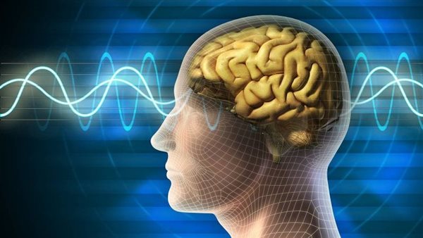 10 أطعمة تعزز الذاكرة وتحارب النسيان قبل بداية الدراسة