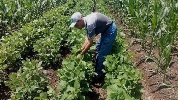 تغير المناخ: توقعات بارتفاع درجات الحرارة وتأثيرات على الزراعة