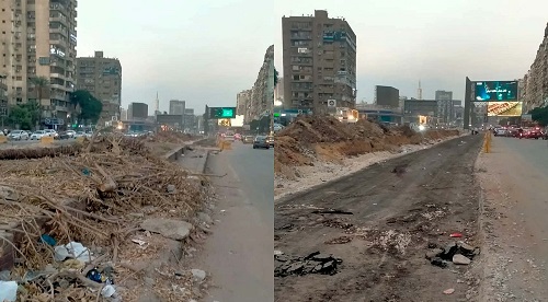 خبير تخطيط: الحفاظ على الأشجار ضرورة لتخفيف الازدحام المروري