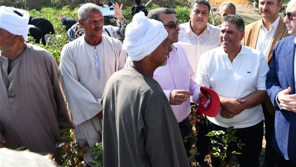 انطلاق موسم جني محصول القطن في الفيوم بزيادة إنتاجية ملحوظة