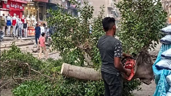 أستاذ زراعة يحذر من آثار قطع الأشجار ويطالب بتطبيق التجارب الأوروبية
