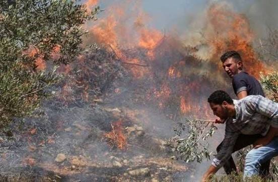 انتهاكات خطيرة بحق المزارعين الفلسطينيين خلال موسم الزيتون