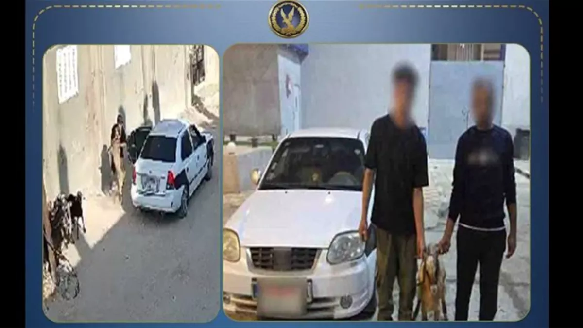 القبض على سارقين أغنام في شمال سيناء بعد عملية "غفلة"